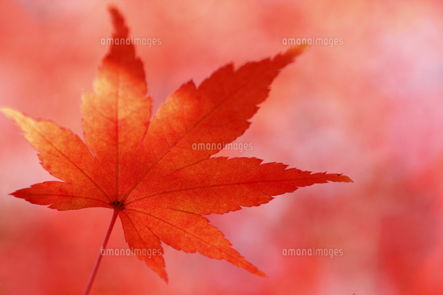 紅葉
(c)Tetsuya Tanooka/a.collectionRF