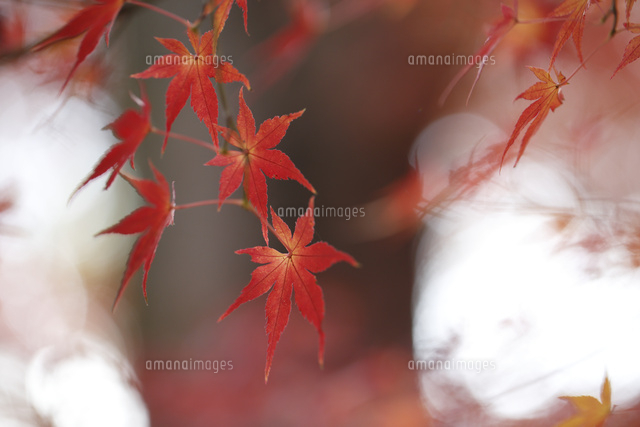 紅葉
(c)Tetsuya Tanooka/a.collectionRF