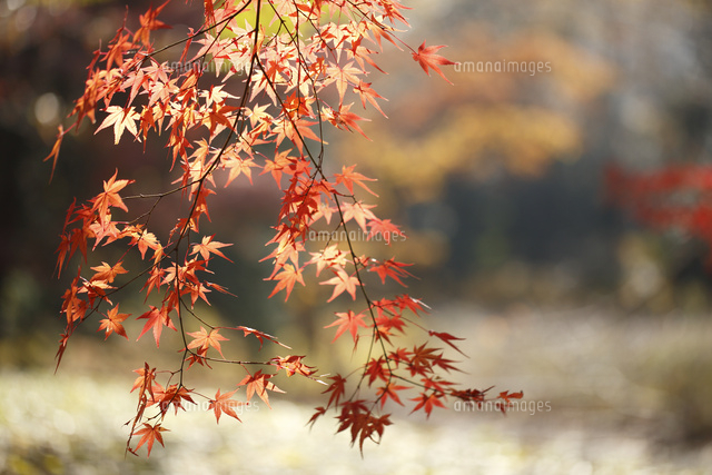 紅葉
(c)Tetsuya Tanooka/a.collectionRF