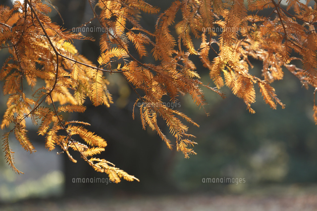 紅葉
(c)Tetsuya Tanooka/a.collectionRF