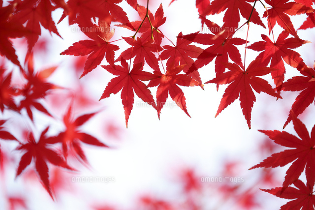 紅葉
(c)Tetsuya Tanooka/a.collectionRF