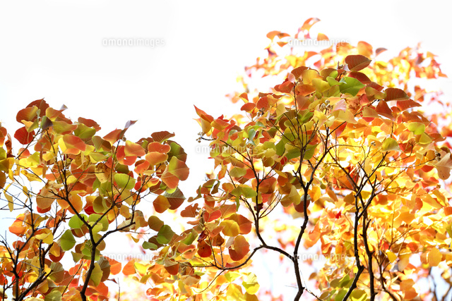 紅葉
(c)Tetsuya Tanooka/a.collectionRF
