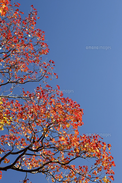 紅葉
(c)Tetsuya Tanooka/a.collectionRF