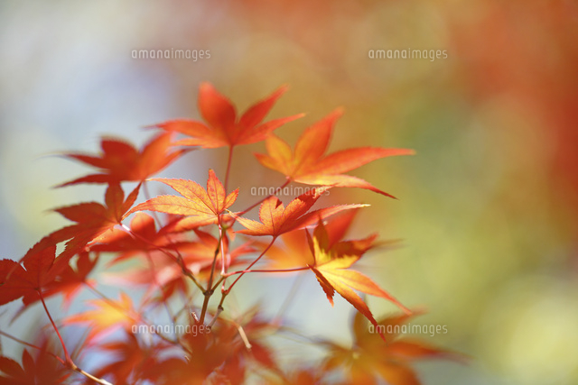 紅葉
(c)Tetsuya Tanooka/a.collectionRF