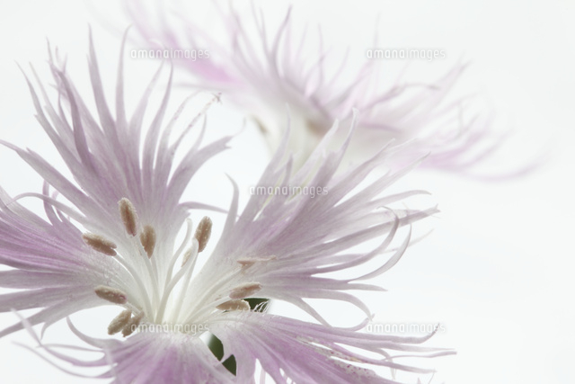 ナデシコ
(c)Tetsuya Tanooka/a.collectionRF