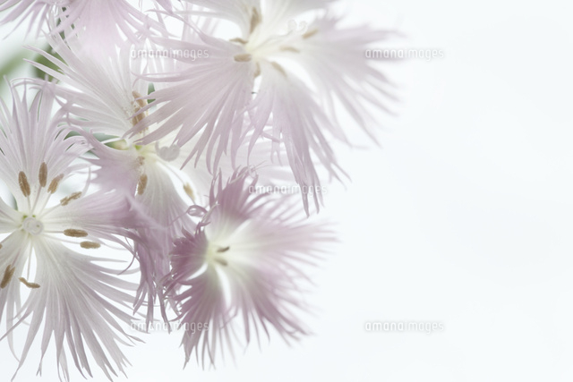 ナデシコ
(c)Tetsuya Tanooka/a.collectionRF