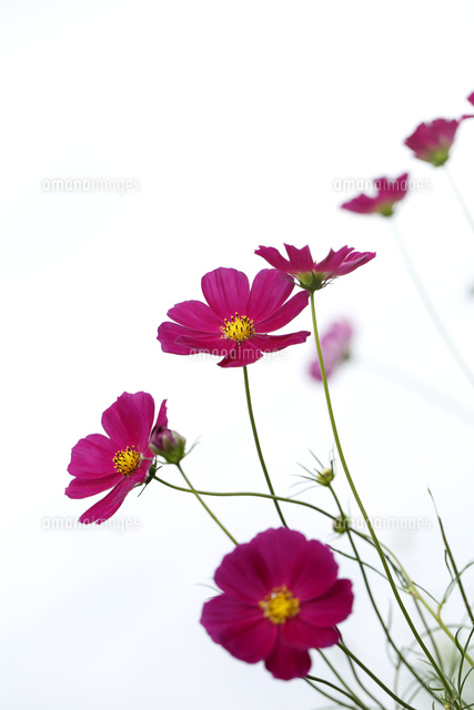 コスモス
(c)Tetsuya Tanooka/a.collectionRF
