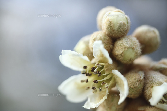 ビワ
(c)Tetsuya Tanooka/a.collectionRF