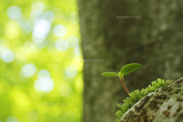 双葉
(c)Tetsuya Tanooka/a.collectionRF