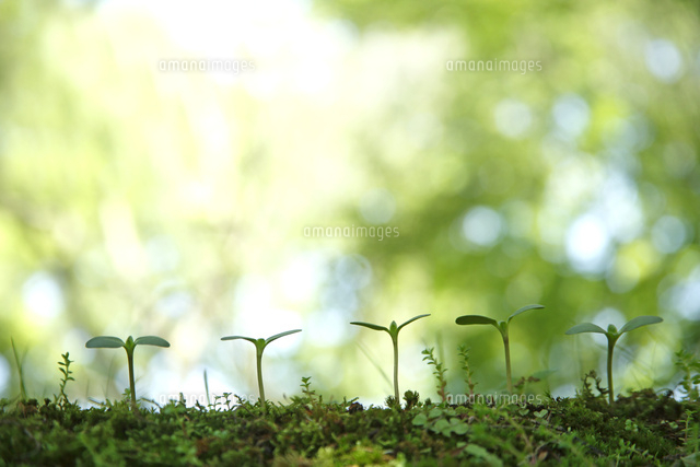 双葉
(c)Tetsuya Tanooka/a.collectionRF