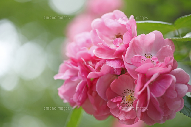 バラ
(c)Tetsuya Tanooka/a.collectionRF