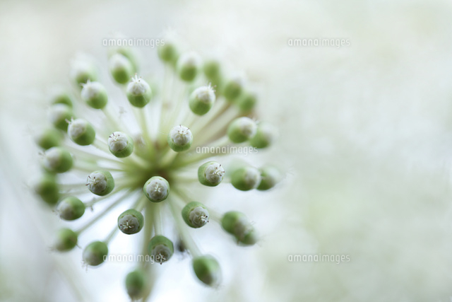 ヤツデ
(c)Tetsuya Tanooka/a.collectionRF