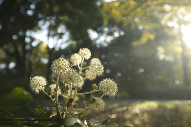 ヤツデ
(c)Tetsuya Tanooka/a.collectionRF