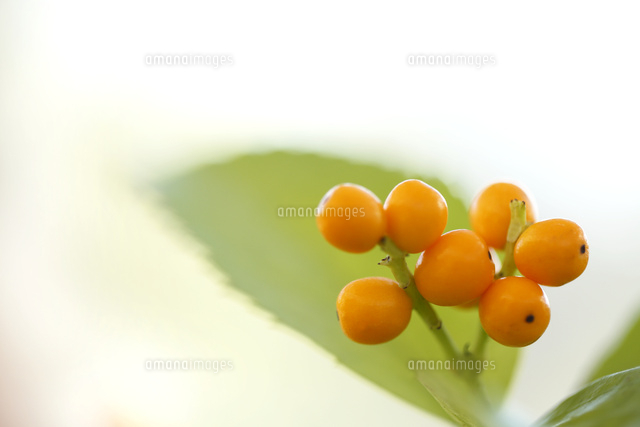 センリョウ
(c)Tetsuya Tanooka/a.collectionRF