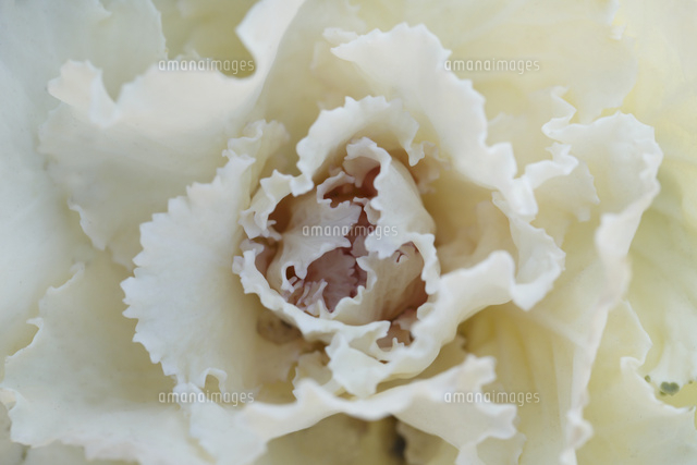 ハボタン
(c)Tetsuya Tanooka/a.collectionRF