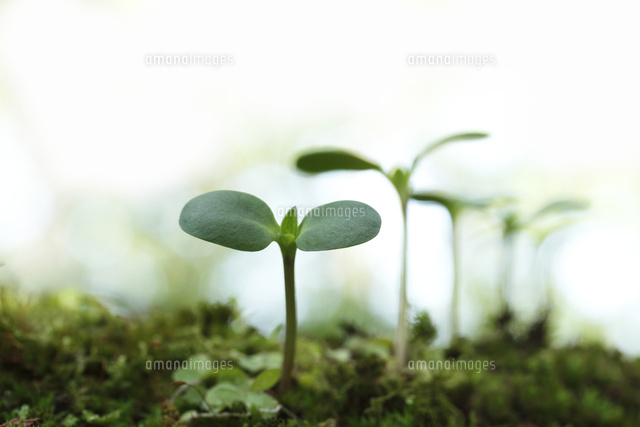 双葉
(c)Tetsuya Tanooka/a.collectionRF