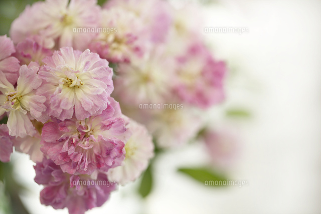 バラ
(c)Tetsuya Tanooka/a.collectionRF