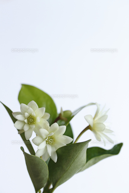 シキミ
(c)Tetsuya Tanooka/a.collectionRF