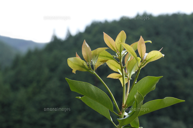 シキミ
(c)Tetsuya Tanooka/a.collectionRF