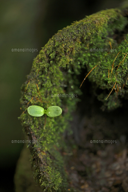 双葉
(c)Tetsuya Tanooka/a.collectionRF