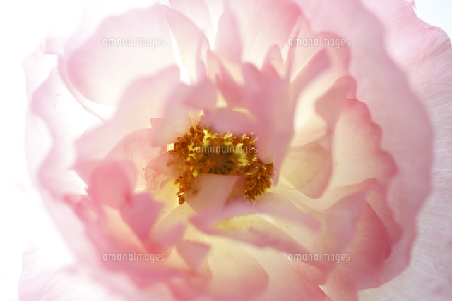 バラ
(c)Tetsuya Tanooka/a.collectionRF