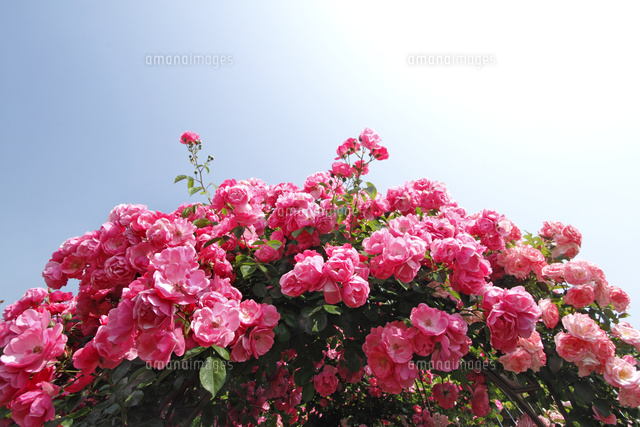 バラ
(c)Tetsuya Tanooka/a.collectionRF
