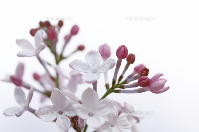 ライラック
(c)Tetsuya Tanooka/a.collectionRF