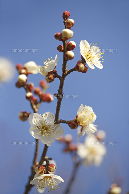 ウメ
(c)Tetsuya Tanooka/a.collectionRF