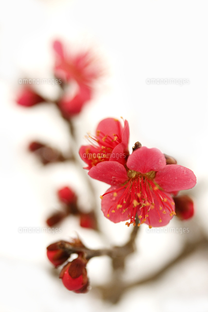 ウメ
(c)Tetsuya Tanooka/a.collectionRF