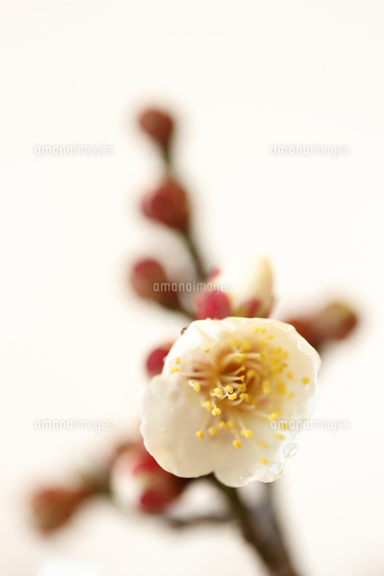 ウメ
(c)Tetsuya Tanooka/a.collectionRF