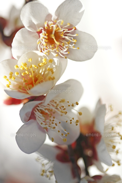 ウメ
(c)Tetsuya Tanooka/a.collectionRF