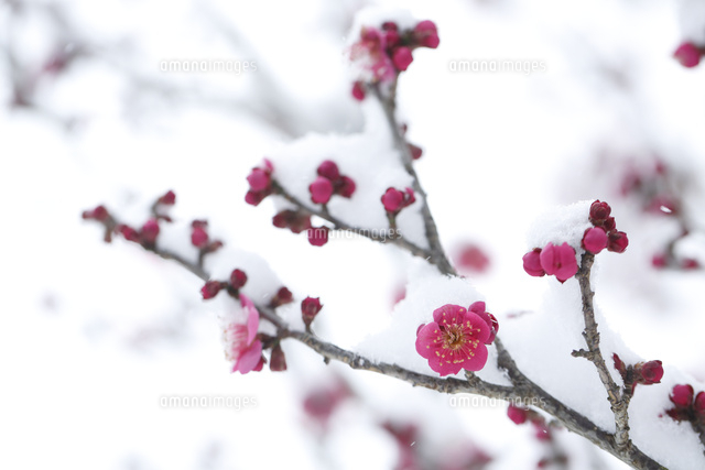 ウメ
(c)Tetsuya Tanooka/a.collectionRF