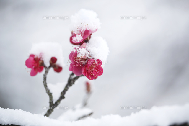 ウメ
(c)Tetsuya Tanooka/a.collectionRF