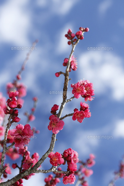 ウメ
(c)Tetsuya Tanooka/a.collectionRF