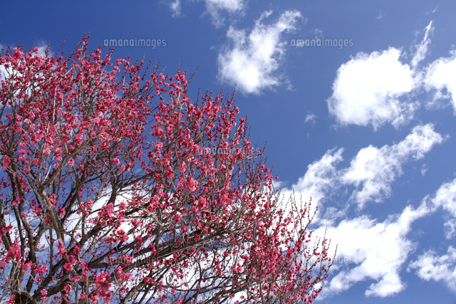 ウメ
(c)Tetsuya Tanooka/a.collectionRF