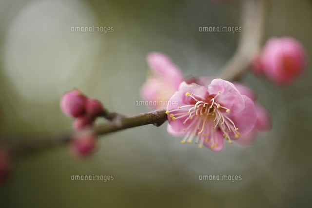 ウメ
(c)Tetsuya Tanooka/a.collectionRF