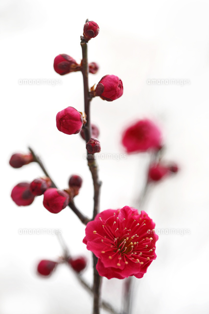 ウメ
(c)Tetsuya Tanooka/a.collectionRF