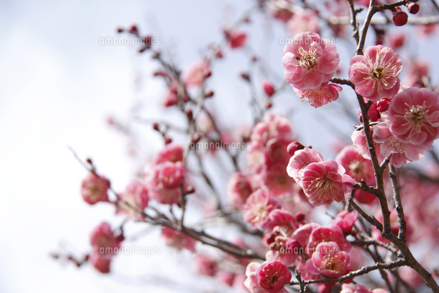 ウメ
(c)Tetsuya Tanooka/a.collectionRF