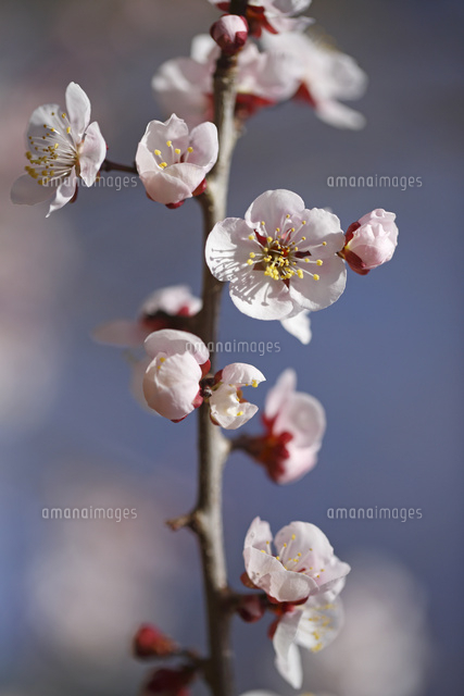 ウメ
(c)Tetsuya Tanooka/a.collectionRF