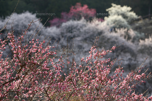 ウメ
(c)Tetsuya Tanooka/a.collectionRF