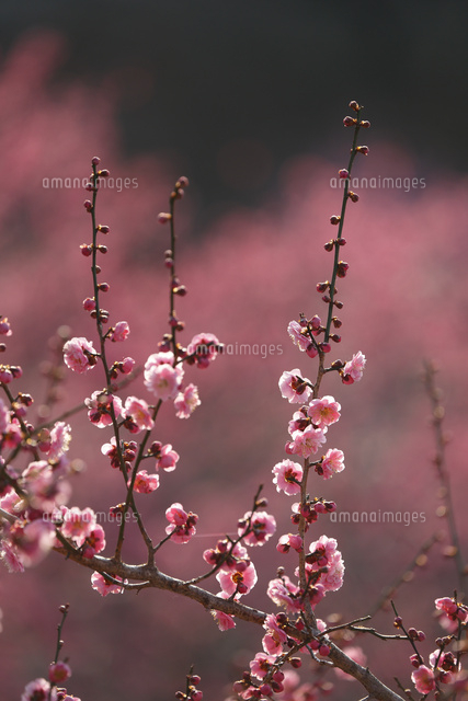 ウメ
(c)Tetsuya Tanooka/a.collectionRF