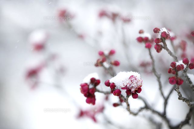 ウメ
(c)Tetsuya Tanooka/a.collectionRF