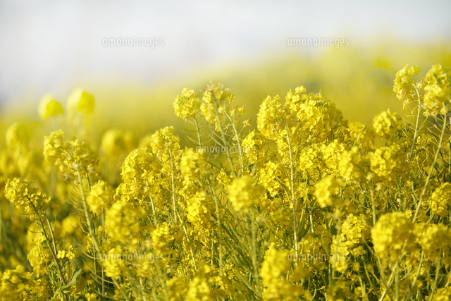 ナノハナ
(c)Tetsuya Tanooka/a.collectionRF