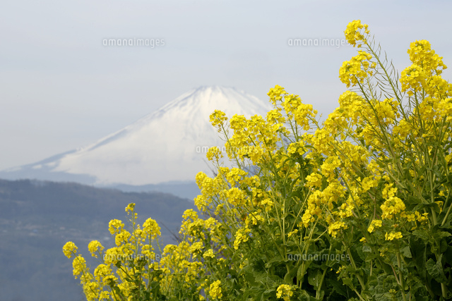 ナノハナ
(c)Tetsuya Tanooka/a.collectionRF
