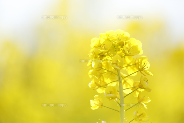 ナノハナ
(c)Tetsuya Tanooka/a.collectionRF
