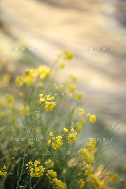 ナノハナ
(c)Tetsuya Tanooka/a.collectionRF