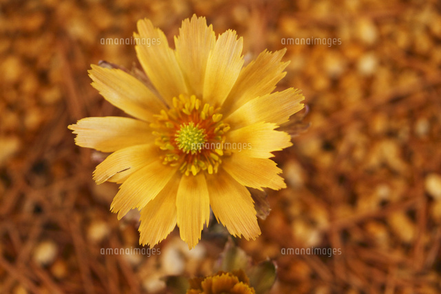 フクジュソウ
(c)Tetsuya Tanooka/a.collectionRF