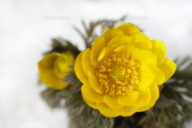 フクジュソウ
(c)Tetsuya Tanooka/a.collectionRF