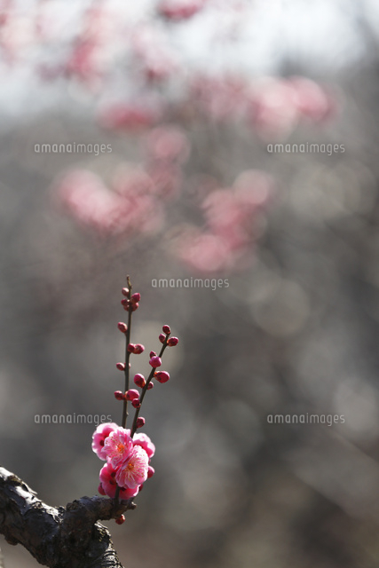 ウメ
(c)Tetsuya Tanooka/a.collectionRF