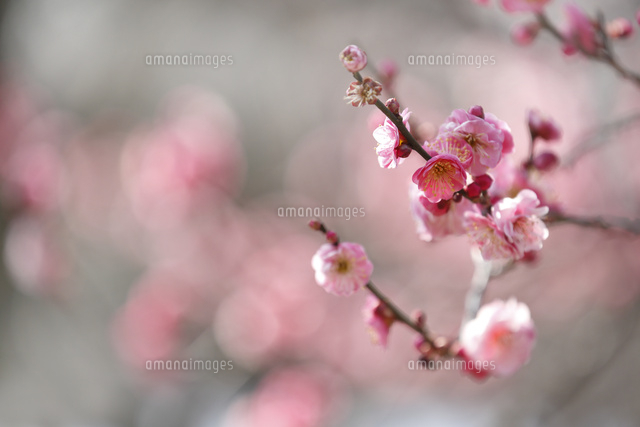 ウメ
(c)Tetsuya Tanooka/a.collectionRF